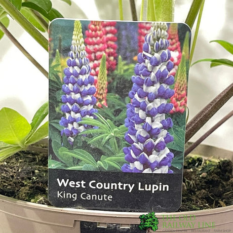 Lupin 'King Canute' 3Ltr Pot