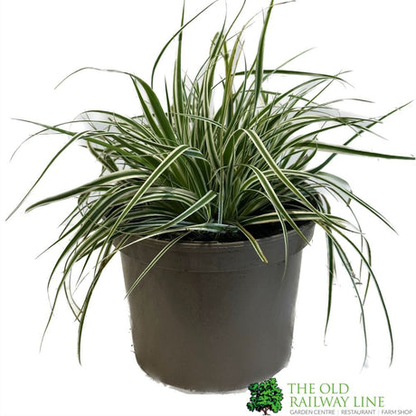 Carex 'Everest' Sedge 2Ltr Pot