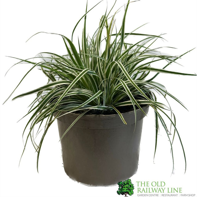 Carex 'Everest' Sedge 2Ltr Pot