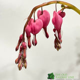 Dicentra 'Spectabilis' Plant 2Ltr Pot