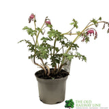 Dicentra 'Spectabilis' Plant 2Ltr Pot