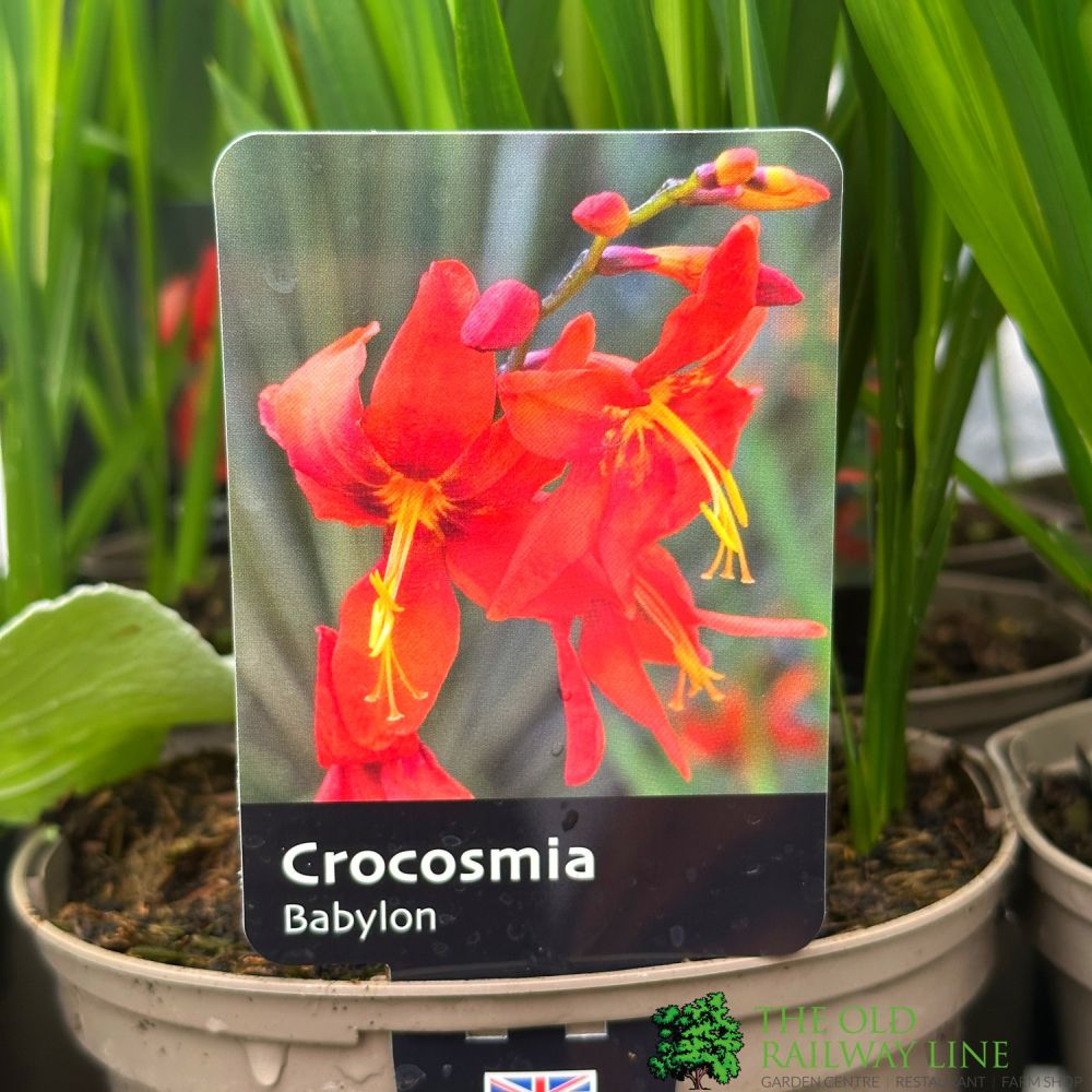 Crocosmia 'Babylon' 2Ltr Pot