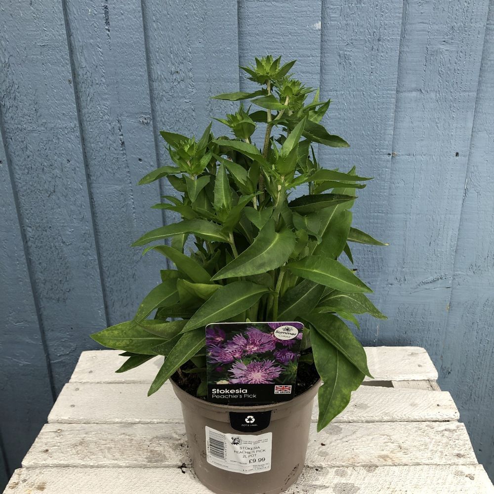 Stokesia 'Peachie's Pick' Plant 2 Ltr Pot