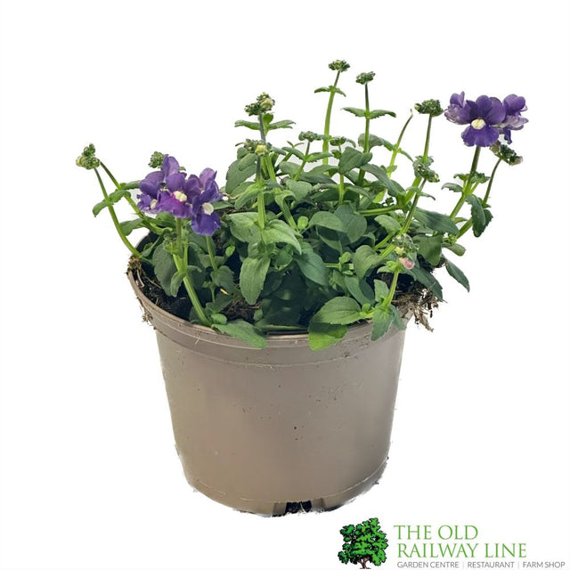 Nemesia 'Sapphire' 1Ltr Pot