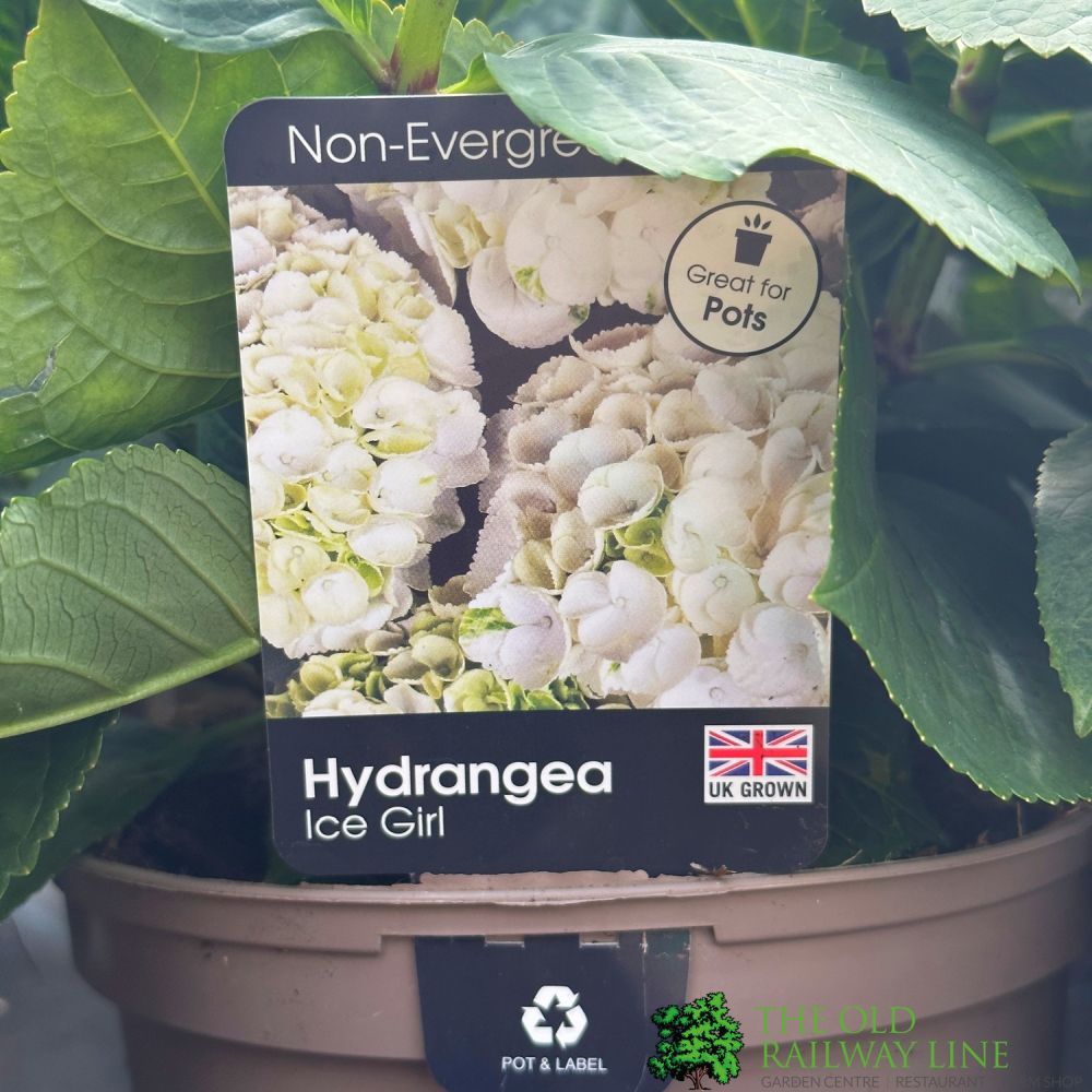 Hydrangea 'Ice Girl' Plant 3Ltr Pot