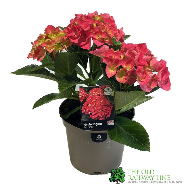 Hydrangea macrophylla 'Jip Pink' 3Ltr Pot