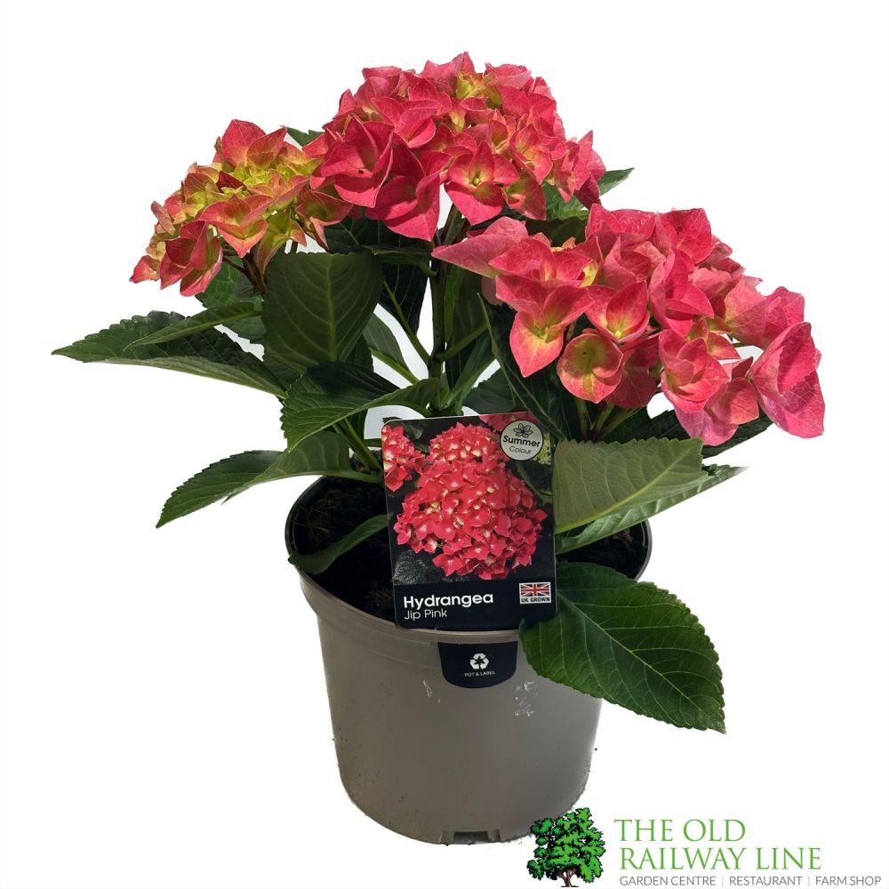 Hydrangea macrophylla 'Jip Pink' 3Ltr Pot