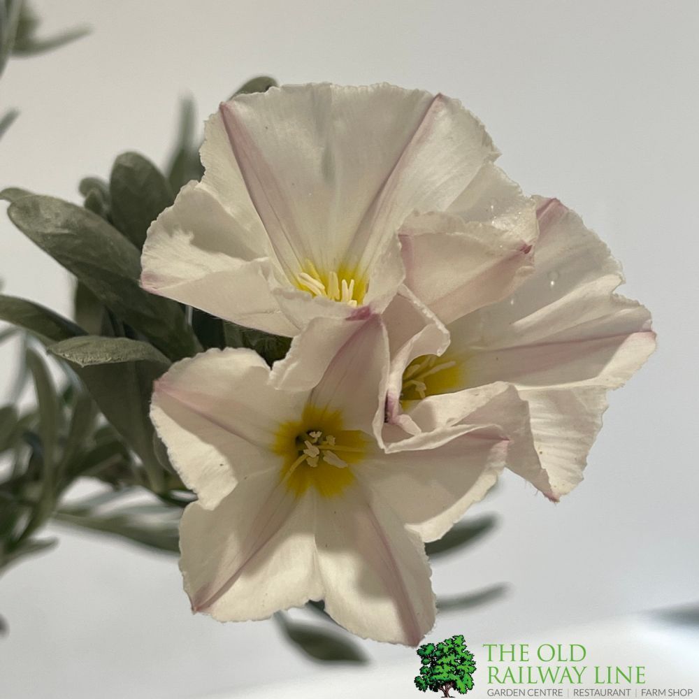 Convolvulus cneorum Silverbush Plant 2 Ltr Pot