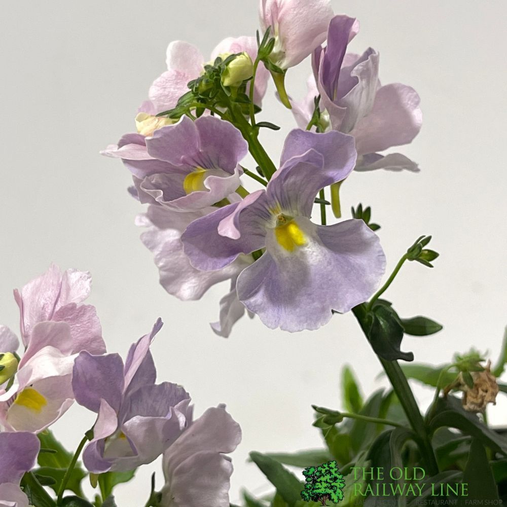 Nemesia 'Amelie' 1Ltr Pot