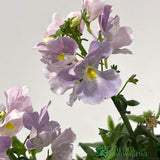 Nemesia 'Amelie' 1Ltr Pot