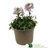 Nemesia 'Amelie' 1Ltr Pot