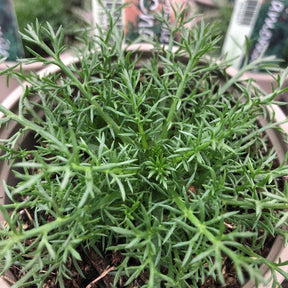 Chamomile Double Herb 9cm Pot