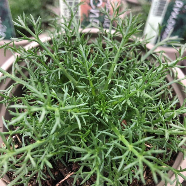 Chamomile Double Herb 9cm Pot
