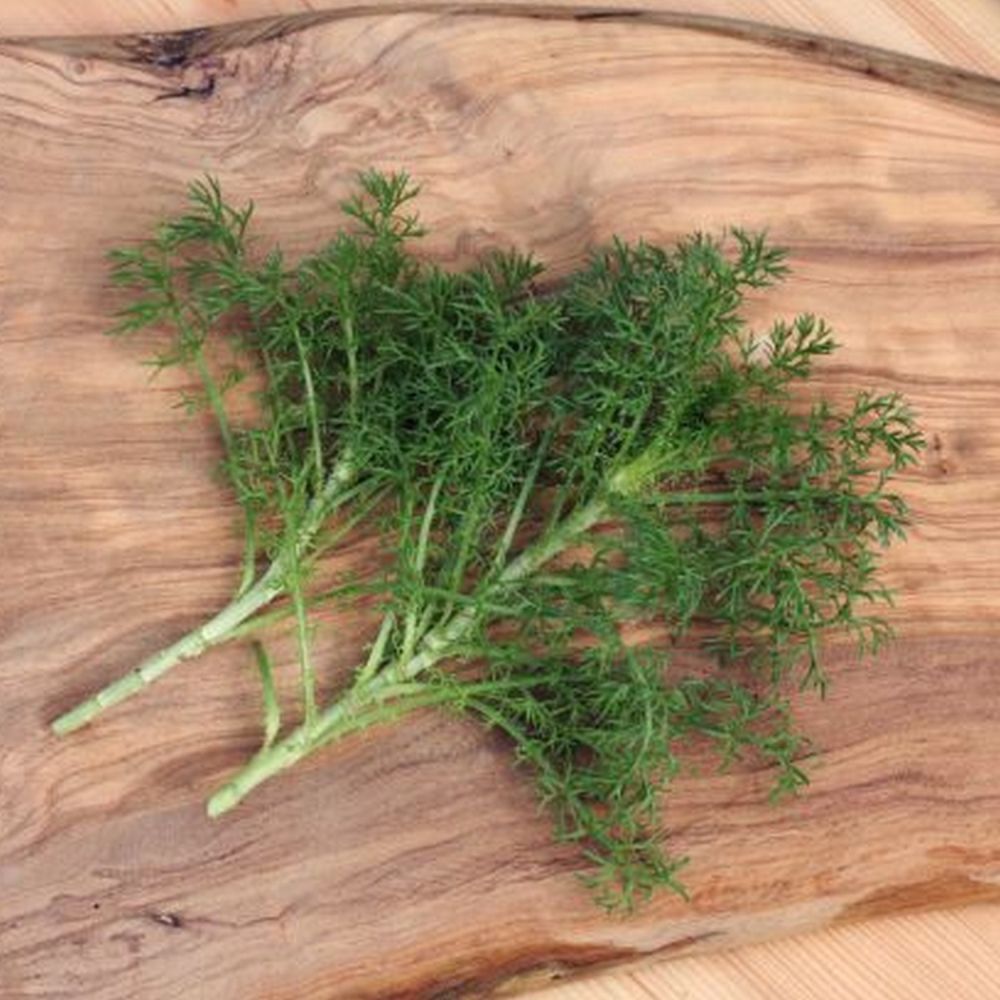 Chamomile 'treneague' Herb 9cm Pot