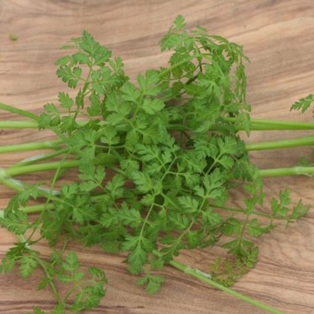 Chervil 9cm Pot