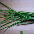 Chives Herb Plant 9cm Pot