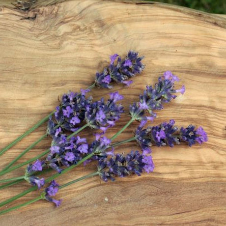 Lavender 'Munstead' Plant 9cm Pot