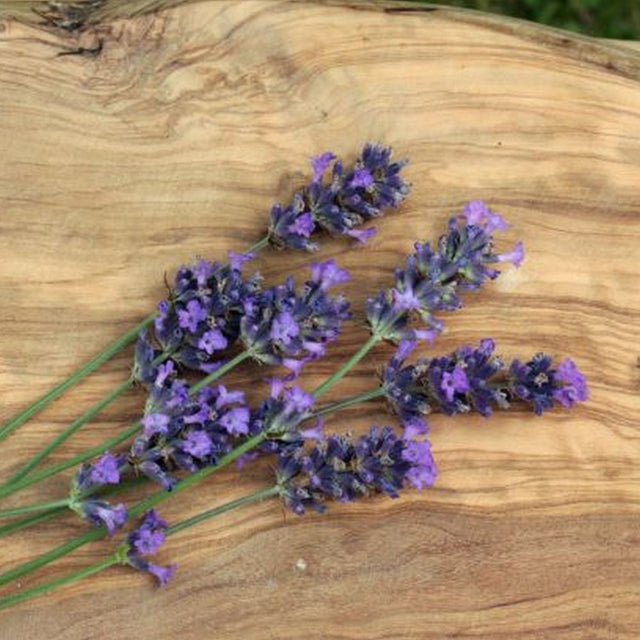 Lavender 'Munstead' Plant 9cm Pot
