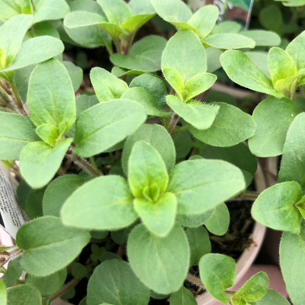 Marjoram Herb Plant 9cm Pot