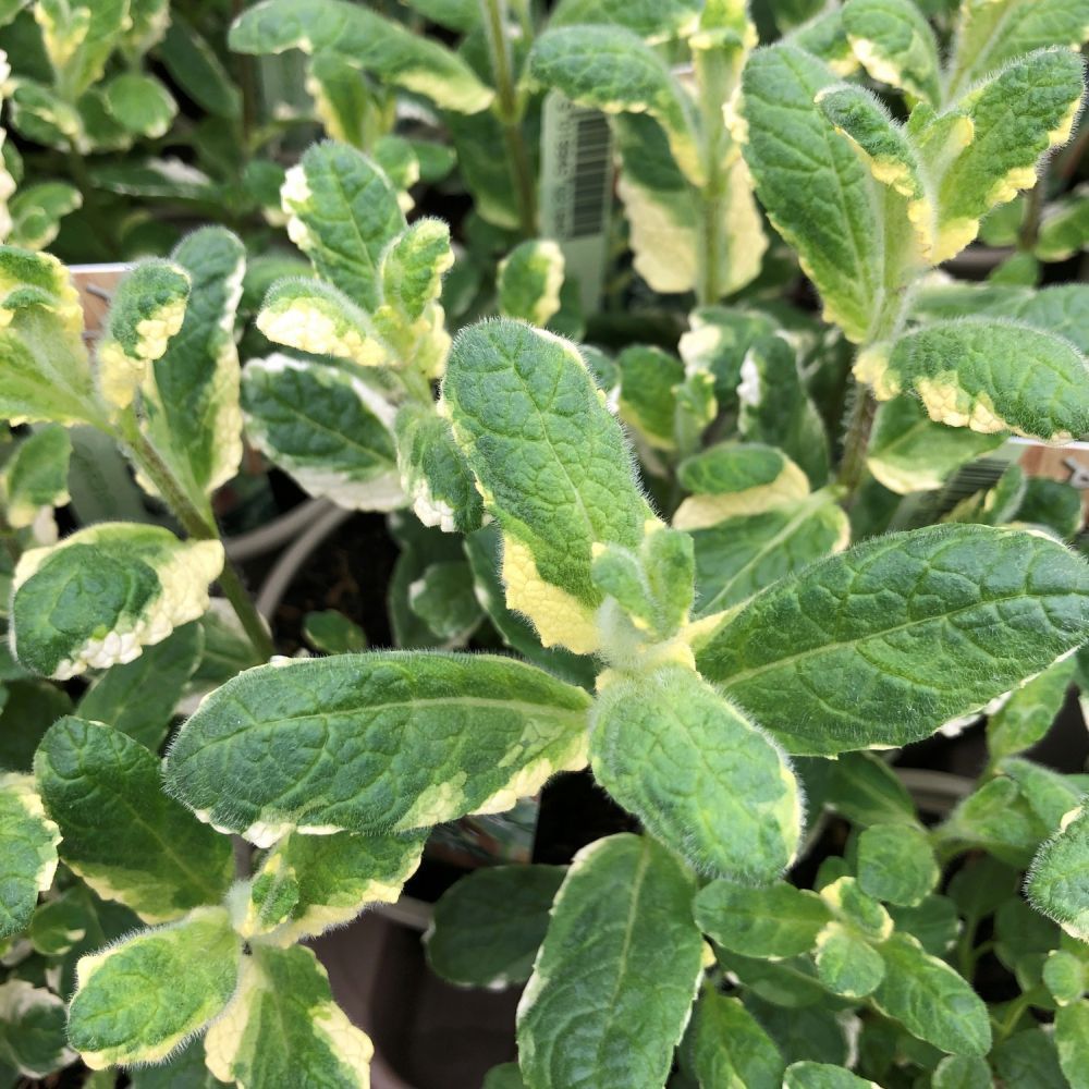 Mint Applemint Variegated 9cm Pot