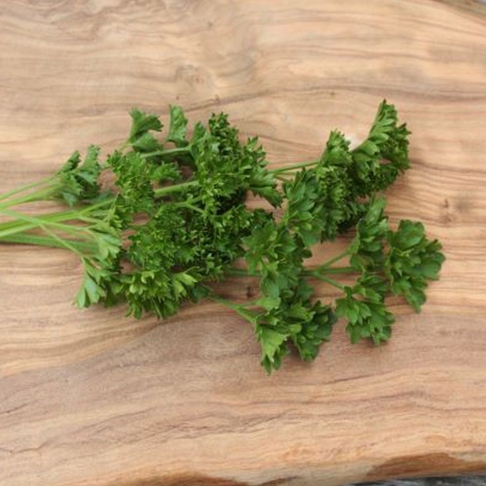 Parsley 'Curled' Herb Plant 9cm Pot