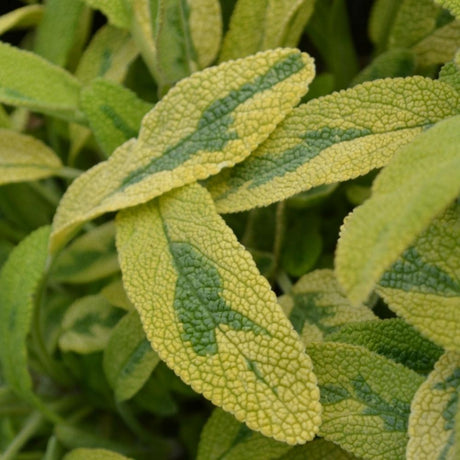 Sage Icterina 9cm Pot