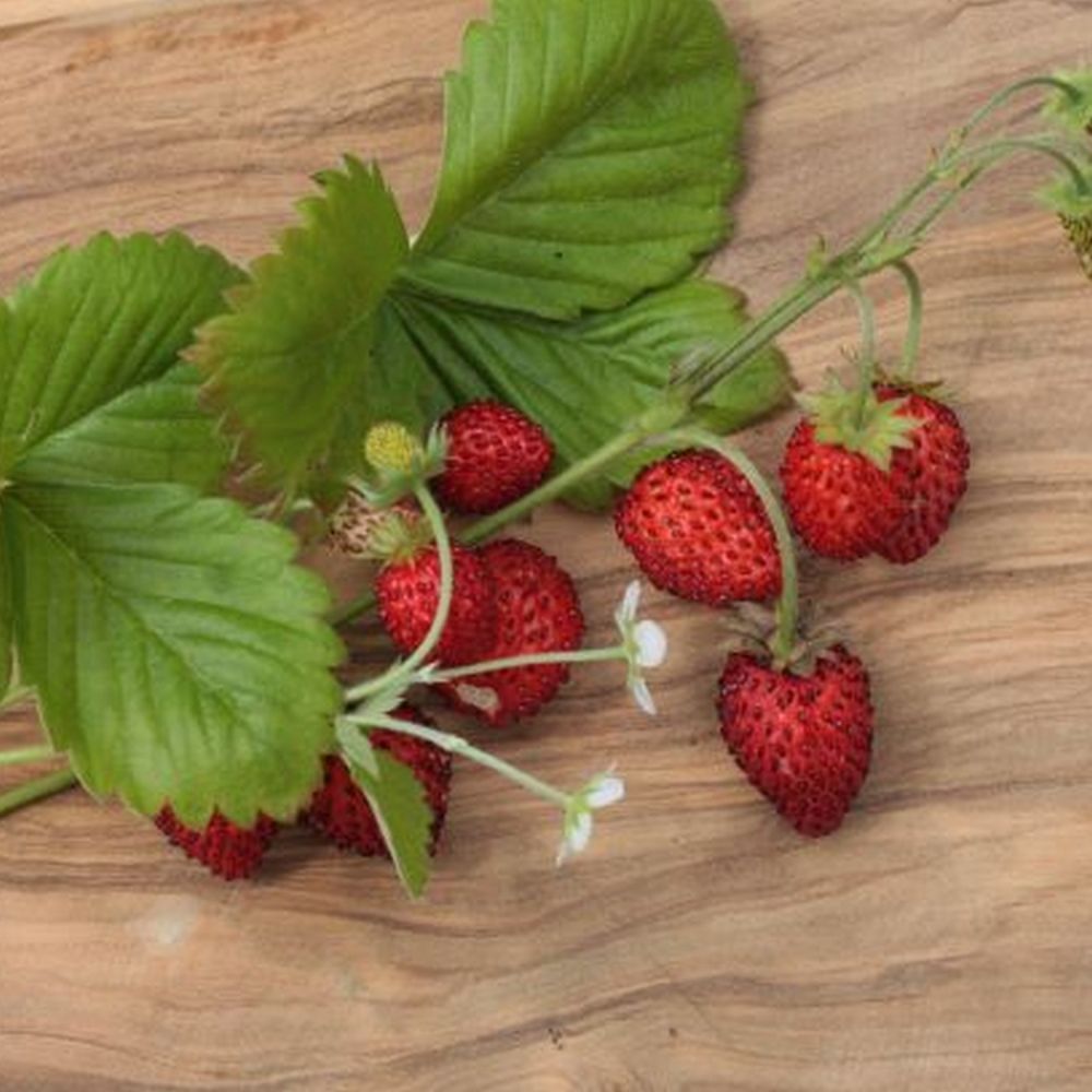 Alpine Strawberry 'Fragaria vesca' Plant 9cm Pot