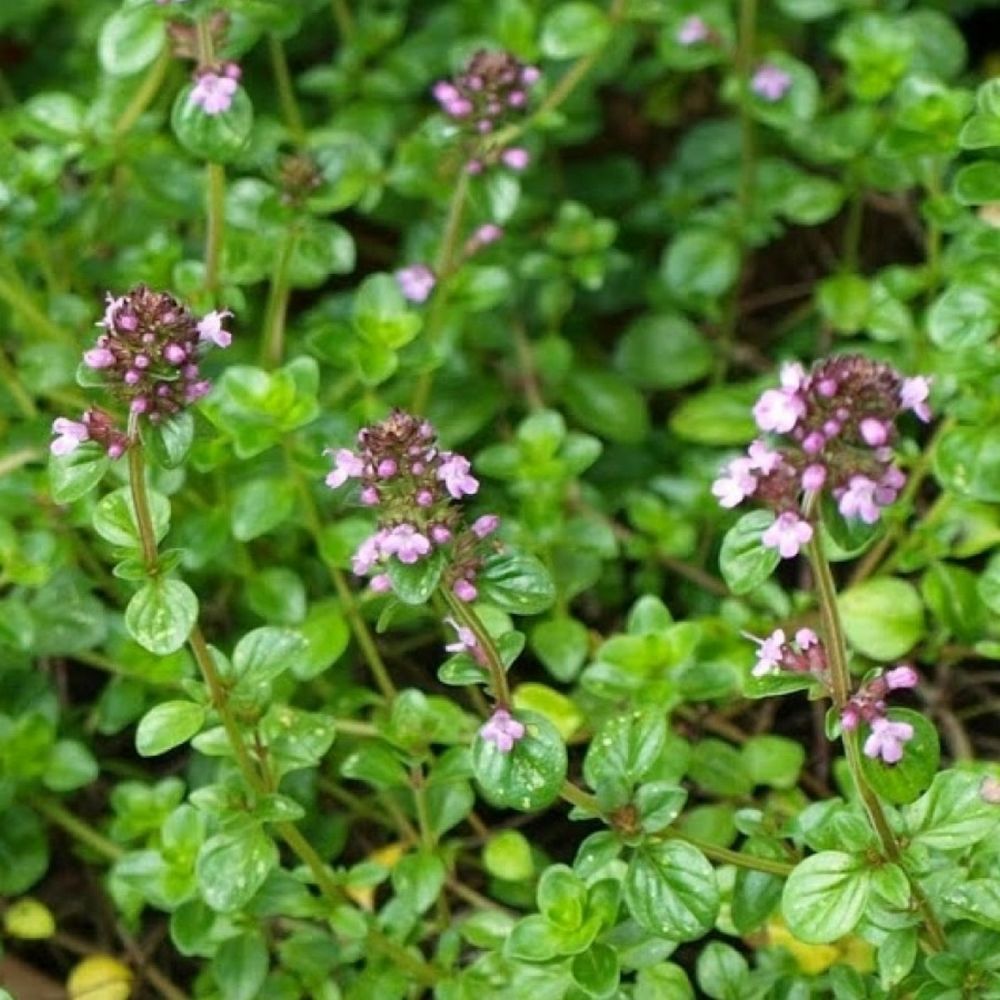 Thyme Broadleaf Herb 9cm Pot