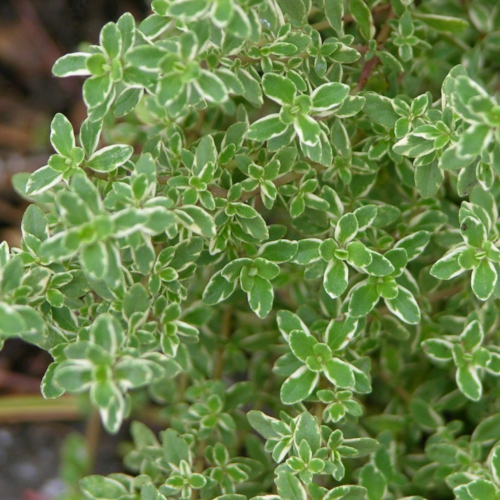 Thyme Lemon Variegated Herb 9cm Pot