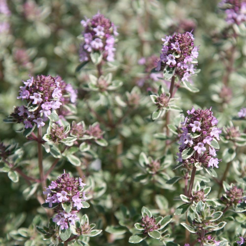 Thyme 'Silver Posie' Herb 9cm Pot