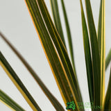 Cordyline Australis 'Sparkler' 2Ltr Pot