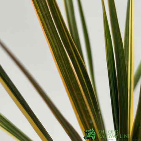 Cordyline Australis 'Sparkler' 2Ltr Pot