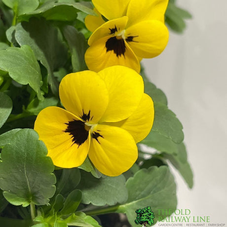 Viola Plant Assorted 1Ltr Pot