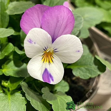 Viola Plant Assorted 1Ltr Pot