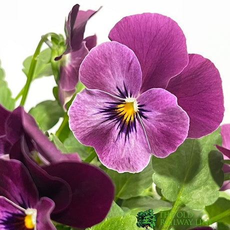 Viola Plant Assorted 1Ltr Pot
