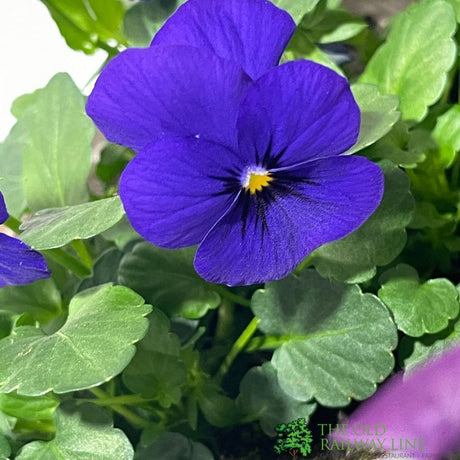 Viola Plant Assorted 1Ltr Pot