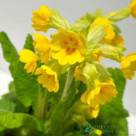 Primula veris Native Cowslip Plant - 1Ltr Pot