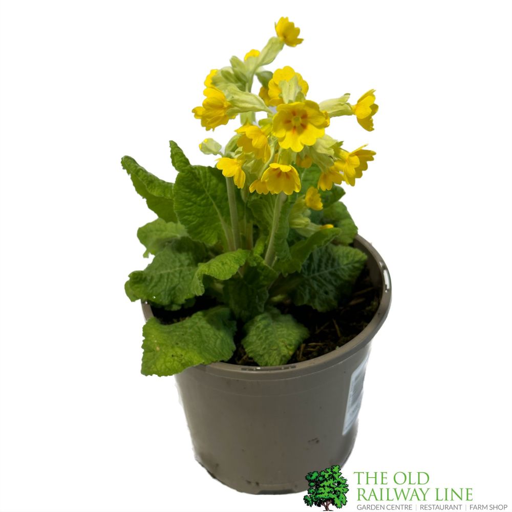 Primula veris Native Cowslip Plant - 1Ltr Pot
