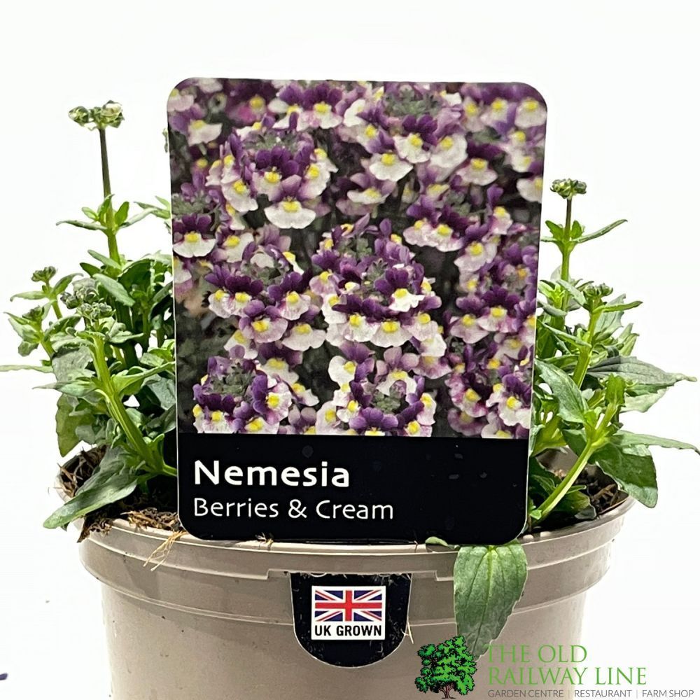 Nemesia 'Berries and Cream' 1Ltr Pot