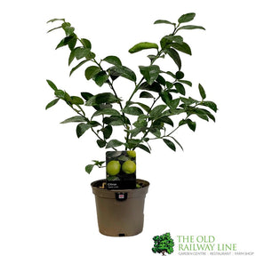 Lime Tree 'Tahiti' Citrus Fruit Tree 3 Ltr Pot