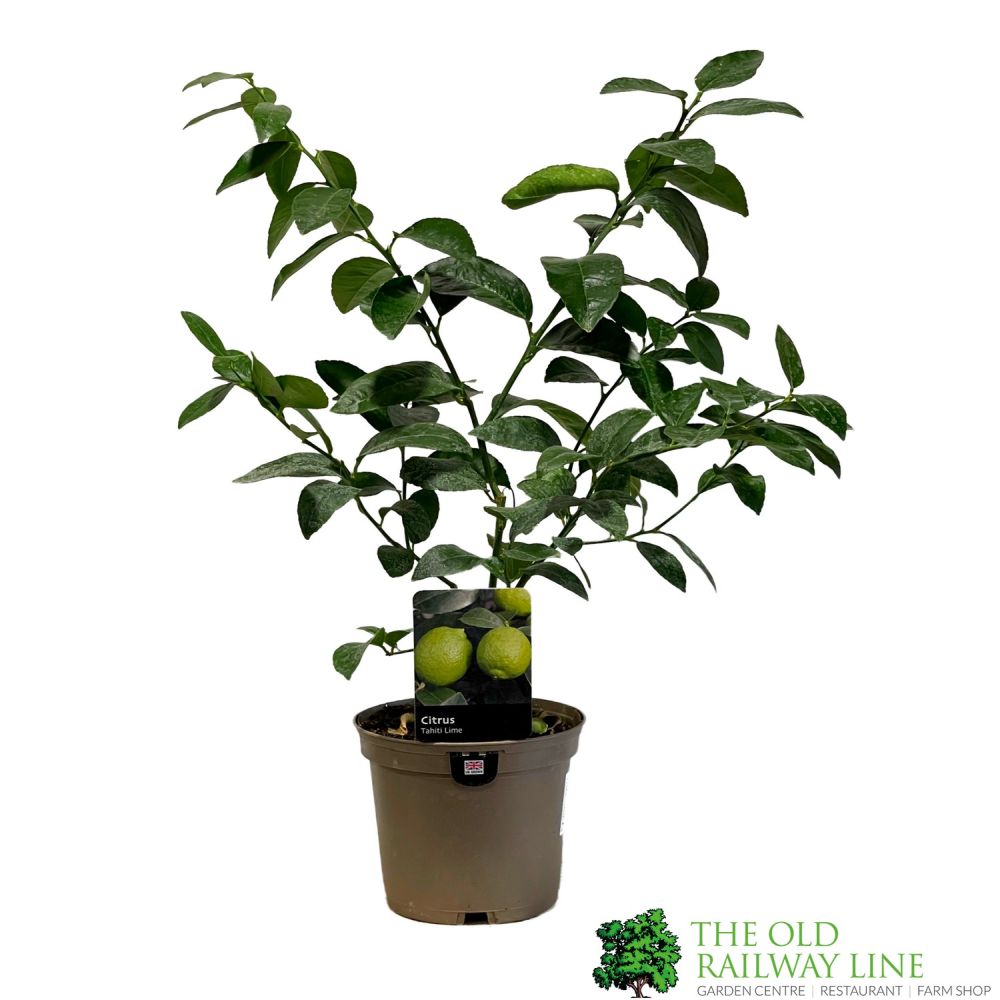 Lime Tree 'Tahiti' Citrus Fruit Tree 3 Ltr Pot