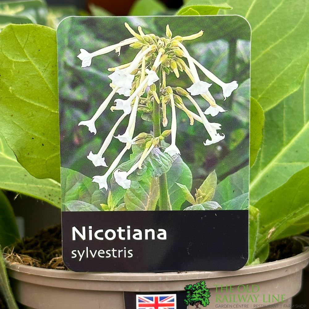 Nicotiana sylvestris Plant 1Ltr pot