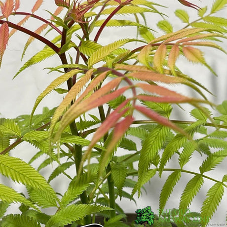 Sorbaria sorbifolia 'Sem' Plant 3Ltr Pot