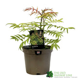 Sorbaria sorbifolia 'Sem' Plant 3Ltr Pot