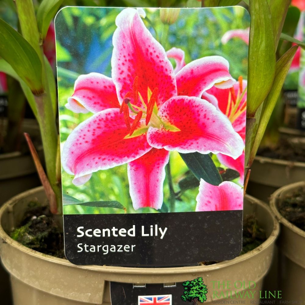 Lily 'Stargazer' Plant 2Ltr Pot