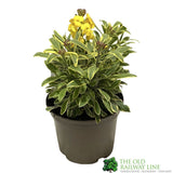 Erysimum 'Fragrant Star' Plant 2Ltr Pot