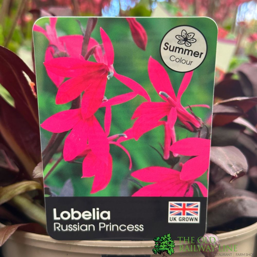 Lobelia x speciosa 'Russian Princess'