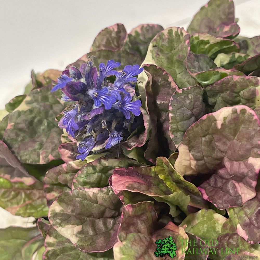 Ajuga Reptans 'Burgundy Glow' Bugleweed 11cm Pot
