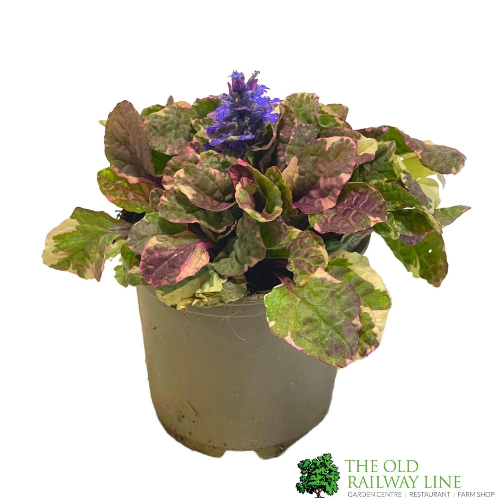 Ajuga Reptans 'Burgundy Glow' Bugleweed 11cm Pot