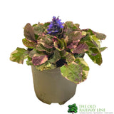 Ajuga Reptans 'Burgundy Glow' Bugleweed 11cm Pot